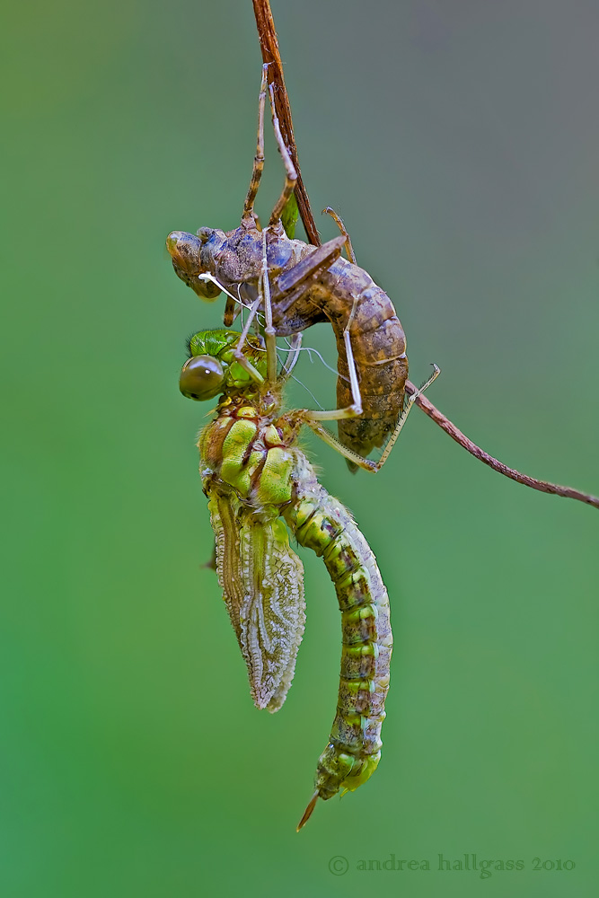 Nascita di un''Aeschna .... suppongo cyanea